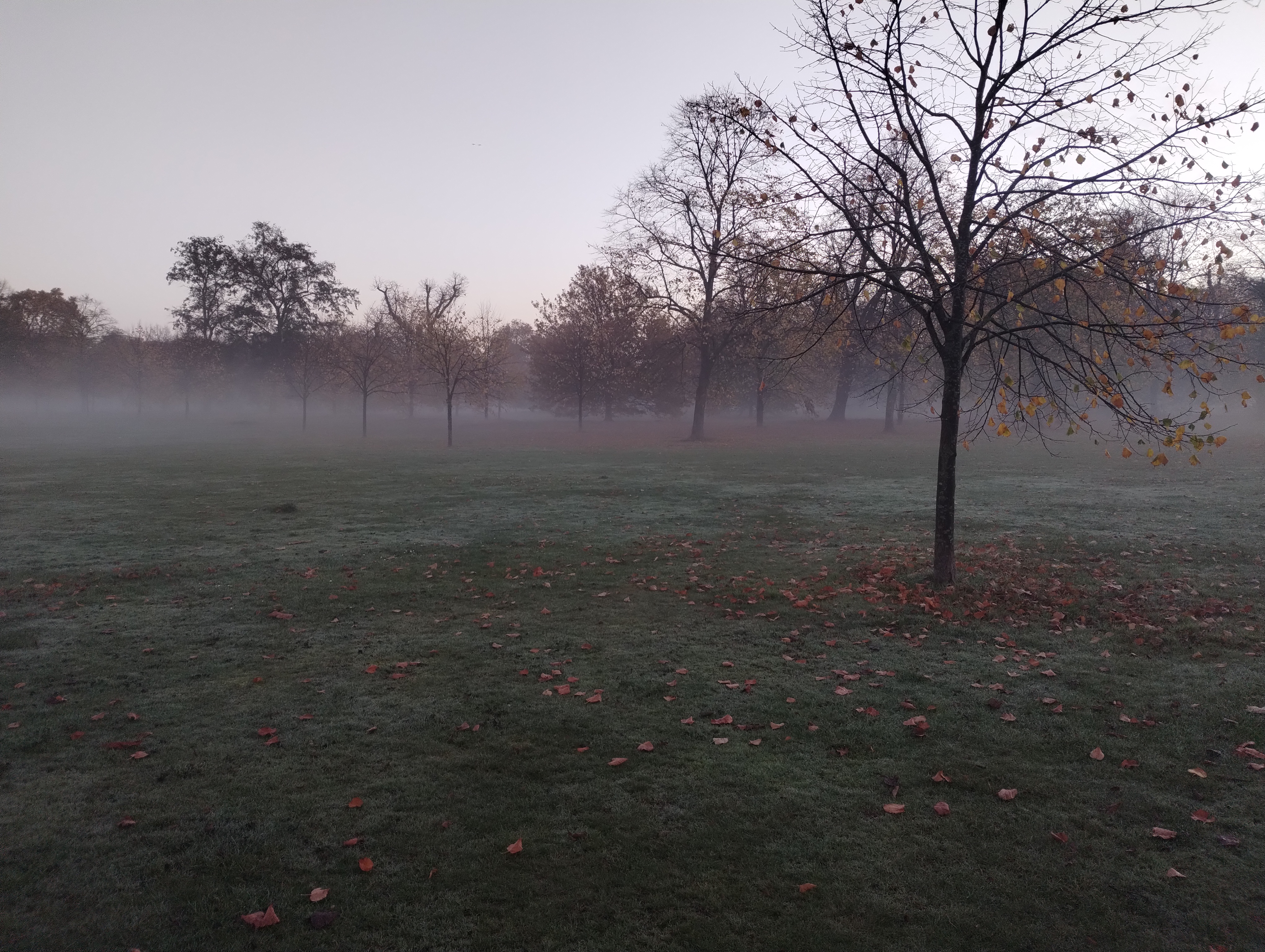 Kensington Gardens trees